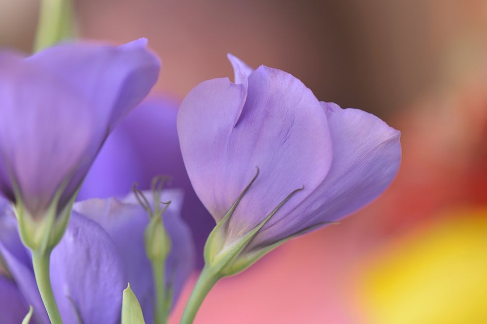 Oregon-Portland Close-up of lisianthus flowers and bud
